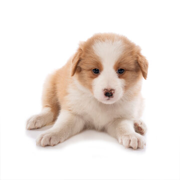 Border Collie puppy isolated on white background 