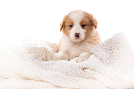 Border Collie puppy on a blanket isolated on white background 