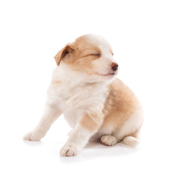 Border collie puppy sitting isolated on white