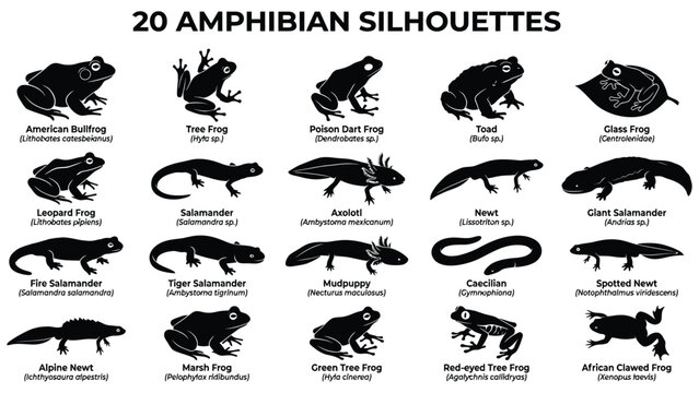 Collection of various amphibian silhouettes on a transparent background