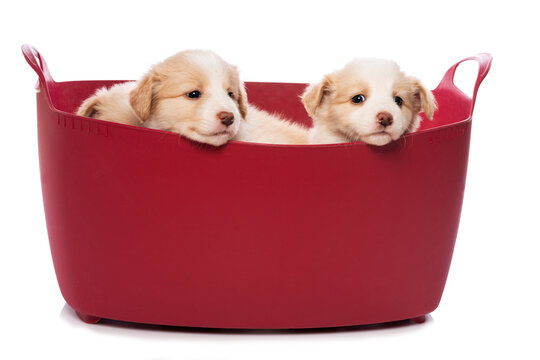 Three cute Border Collie puppies are sitting in a basket