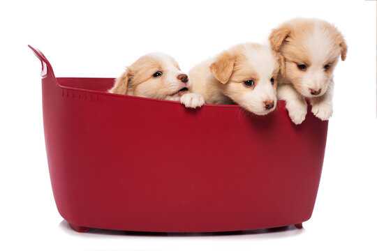 Three cute Border Collie puppies are sitting in a basket