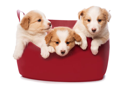 Three cute Border Collie puppies are sitting in a basket