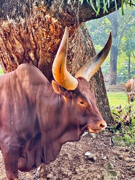 Close-up and portrait views of Ankole Watusi cattle known for their distinctive large horns. Agricultural livestock and wildlife conservation concept.