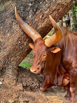 Close-up and portrait views of Ankole Watusi cattle known for their distinctive large horns. Agricultural livestock and wildlife conservation concept.