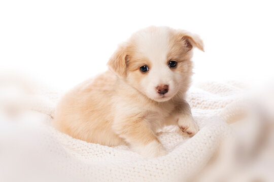 Border Collie puppy lying on a blanket  isolated on white background 