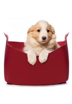 Border Collie puppy in a basket  isolated on white background 