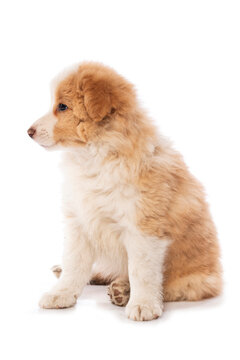 Border Collie puppy sitting isolated on white background 