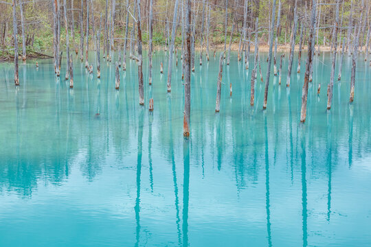 Shirogane blue pond(aoike) in Biei town in Hokkaido, Japan