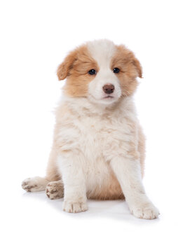 Border Collie puppy sitting isolated on white background 