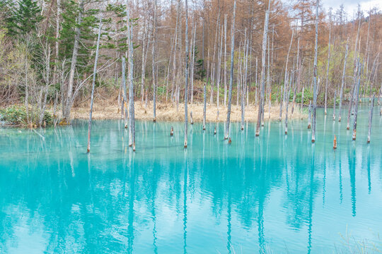 Shirogane blue pond(aoike) in Biei town in Hokkaido, Japan