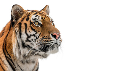 Obraz premium Bengal tiger face portrait majestic wild predator animal isolated on transparent background cut out