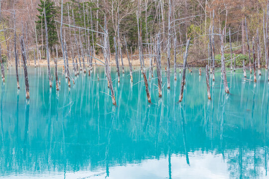 Shirogane blue pond(aoike) in Biei town in Hokkaido, Japan