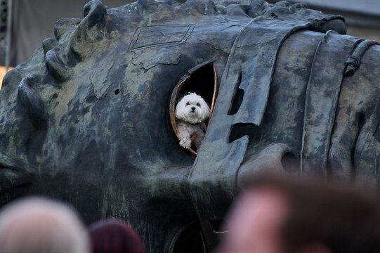 Close up of a small white dog peeking through the eye of the Eros Bendato bronze head monument with out of focus pedestrians in foreground, Rynek Glowny, Krakow, Lesser Poland, Poland, Europe