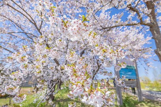 Yoichigawa River Cherry Blossom in Hokkaido, Japan.