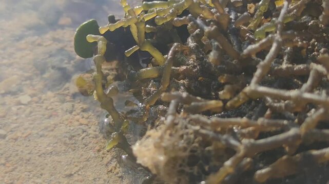 close up of red algae in the receding waters of the sandy beach with sunny weather makes it look exotic