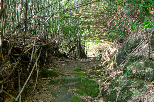 A trail winds through a bamboo forest, creating a serene path.