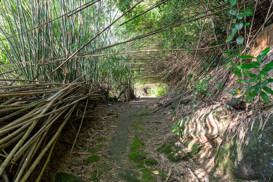 A trail winds through a bamboo forest, creating a serene path.