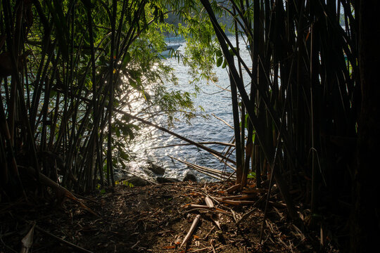 A trail winds through a bamboo forest, creating a serene path.