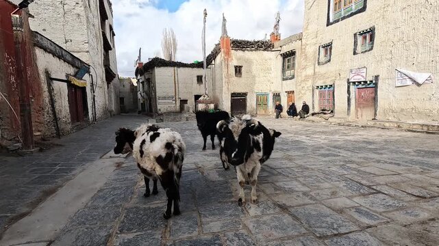 Yak cows paved square front Royal Palace Lo Manthang Upper Mustang Nepal livestock
