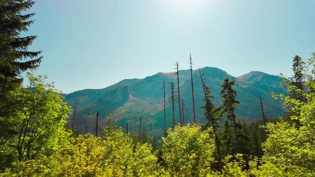 A low angle view looking up at green pine trees and dead broken tree trunks in the woods under a clear blue sky in Tatra National Park.