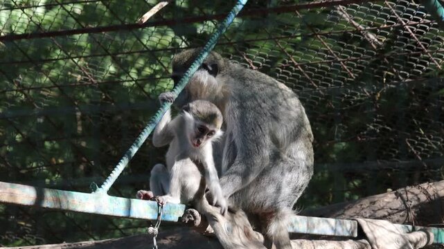 Playful monkey eating food and looking around in a zoo park