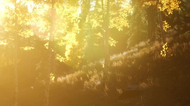 Sunlight filters through trees in an autumn setting. The scene shows a hillside with grass and foliage illuminated by warm light. It captures the essence of a fall afternoon.