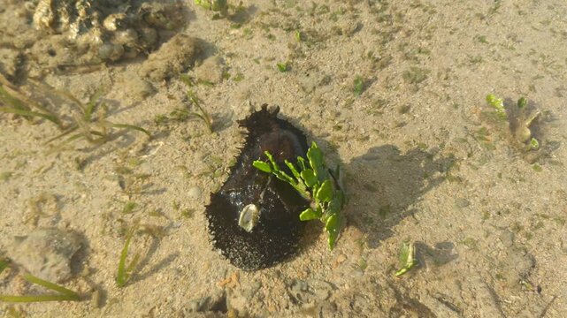 black sea slugs on the shallow, clear seabed
