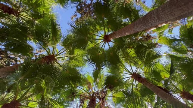 Palm tree crowns viewed from below, swaying tropical canopies against a clear blue sky with sunlight filtering through the leaves, creating a peaceful atmosphere for luxury resorts, spa retreats