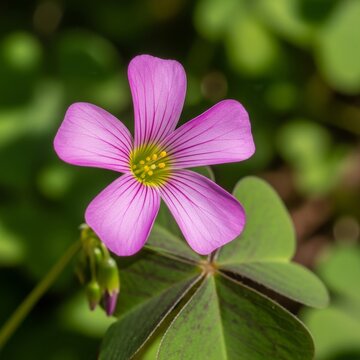 Close-up of a delicate pink Oxalis flower with green leaves.