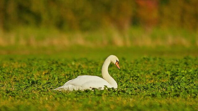 Mute Swan Feeding in Green Rapeseed Field at Sunrise, Germany, 4K