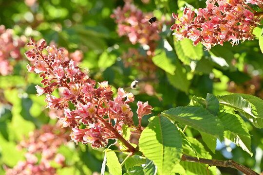 pink horse chestnut blossom