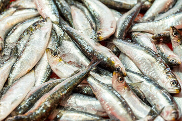 Obraz premium Silver fish display with fresh ocean sardines on ice The Concept of local commerce and catch