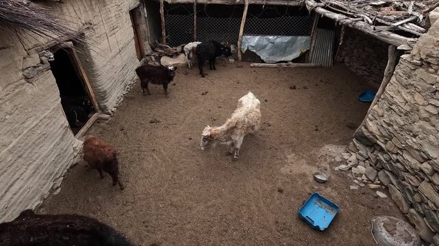 Goats in traditional mud-brick courtyard animal pen, village life, Chele village Nepal