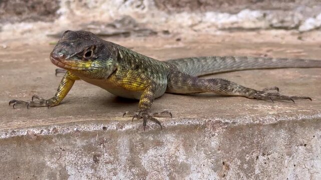 Close Up of a Wild Lizard Breathing in Iguazu National Park, Brazil