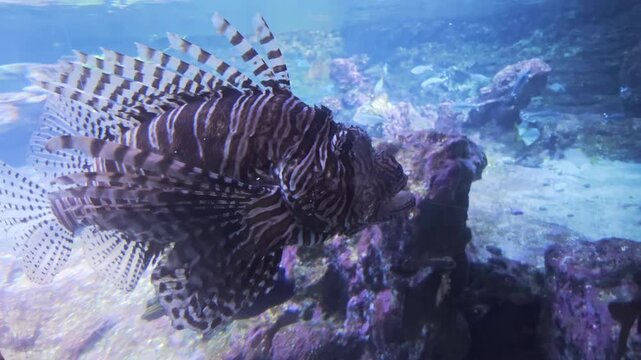 Red lionfish Pterois volitans swimming over tropical reef with striped fins spread