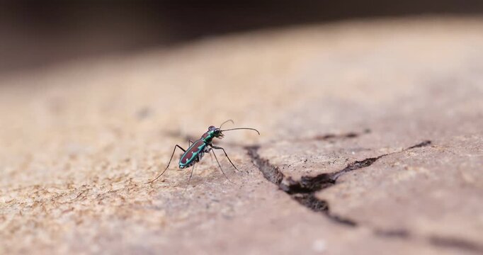 Blue Purple Tiger Beetle waiting on a rock; slow motion sunset macro ambush sequence