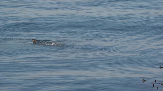 Cape fur seal coming up out of the seawater flinging an octopus in its mouth and eating pieces of it
