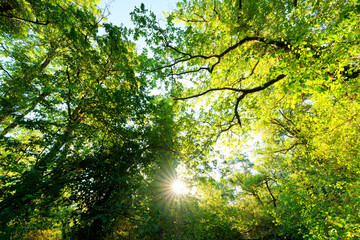 Fototapeta premium Sunrise in the Larchant gulf. Fontainebleau Massif