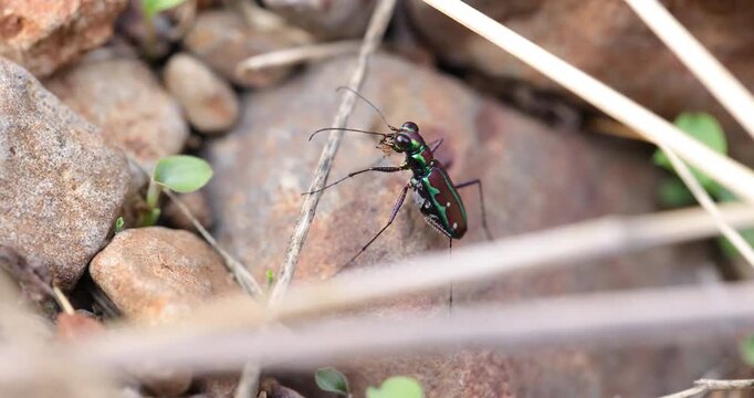 Closeup Blue Purple Tiger Beetle in dried grass; slow motion sunset macro ambush sequence