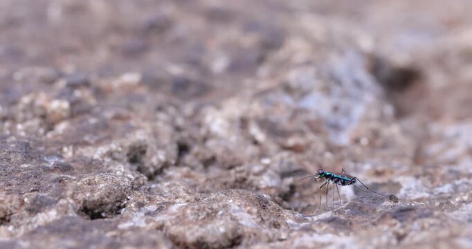 Blue Purple Tiger Beetle scurrying on a rock; slow motion sunset macro sequence