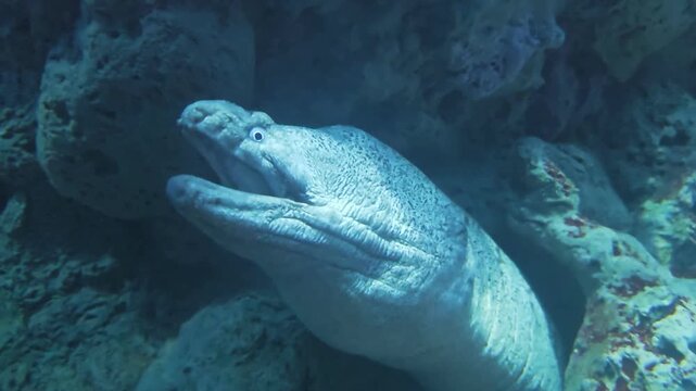 Moray eel hiding in rocky underwater cave while opening mouth in blue water