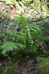 Young green fern plants growing naturally on a tropical forest floor. Fresh botanical foliage with lush vegetation, ideal for nature, ecology, rainforest, and environmental concepts. © Stock Medae 