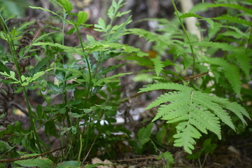 Young green fern plants growing naturally on a tropical forest floor. Fresh botanical foliage with lush vegetation, ideal for nature, ecology, rainforest, and environmental concepts. © Stock Medae 