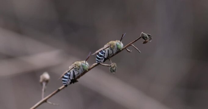 Two Blue-Banded Bees biting a dry twig roosting together; slow motion evening macro branch sleeping in Amegilla