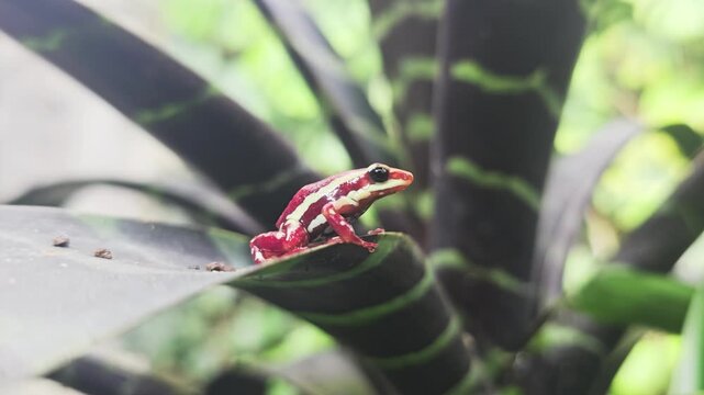 Anthony poison dart frog Epipedobates anthonyi perched on leaf in tropical habitat