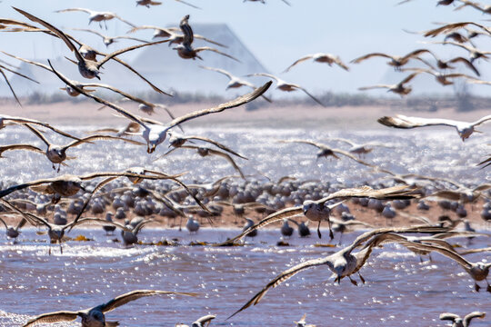 Gaspesie, Canada, 17 June 2026 : A large flock of seagulls takes flight and lands over sparkling water near a sandy beach.