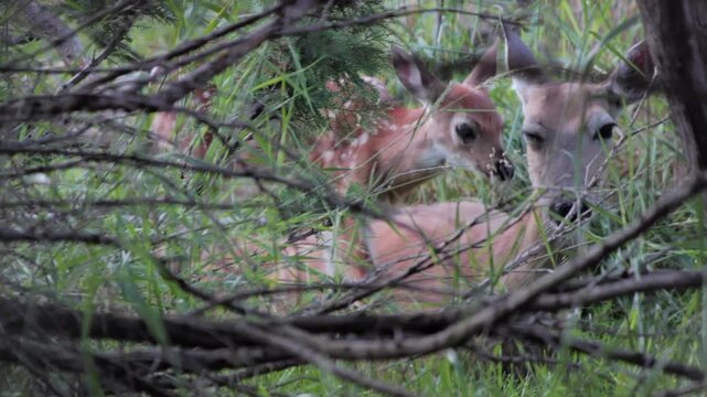 A white-tailed doe rests with her fawn, concealed in dense woodland vegetation, showcasing maternal care and the natural camouflage of young deer. The sleepy fawn gives us a big yawn before grooming.