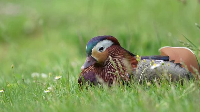 Close-up footage of a colorful mandarin duck resting peacefully in fresh green grass in Bad Ragaz, Switzerland, showcasing its striking plumage in a natural setting.