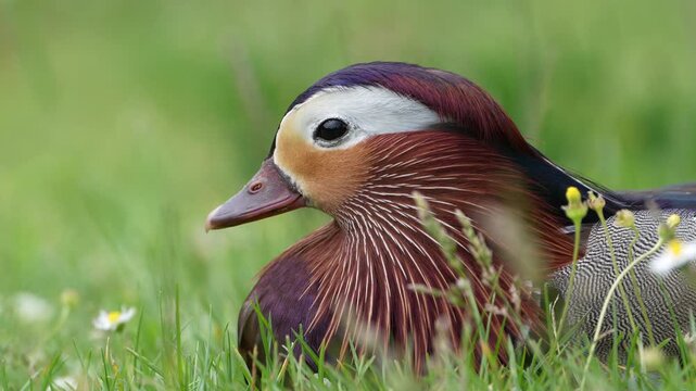 Mandarin duck resting on a grassy meadow in Bad Ragaz, Switzerland. Peaceful wildlife footage highlighting vivid colors and elegant feather patterns.